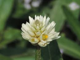 Image result for Litogyne gariepina