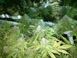 You said you called your buddy and he said to get. Spider Mites Get Rid Of Them Pestujte Jednoduse