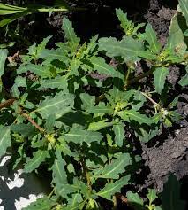 We did not find results for: Oak Leaved Goosefoot Chenopodium Glaucum