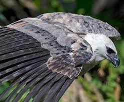 The harpy eagle (harpia harpyja) is a neotropical species of eagle. Harpy Eagle San Diego Zoo Kids