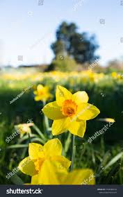 Yellow Daffodil Flowers In Field Bright Colorful Yellow Daffodils In Lush Green Meadow Spring Floral Nature Daffodil Flower Yellow Daffodils Flower Backdrop
