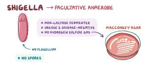 Image result for Shigella