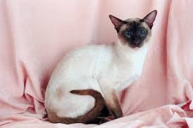 Therefore while most modern siamese live long and healthy lives, some may die after five or six years of age. The Development Of Siamese Kittens