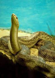 Florida Florida Pine Snake Pet Snake Amphibians Pine Snake