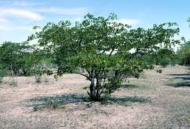 Image result for Colophospermum mopane