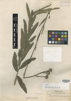 Image result for Aspilia rudis