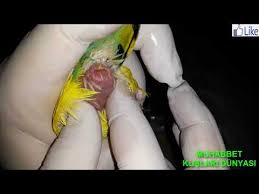 Muhabbet Kusu Yumurta Sikismasina Mudahale Canli Canli Dogum Ani Budgerigar Moment Of Birth Youtube