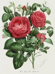 Vintage 1930s 1940s floral botanical flower art print with original frame vtg. 1845 Charles Lemaire Flore De Serres Rose Prints Botanical Prints Flower Prints Art Flower Art