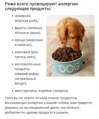 pin ot polzovatelya anna na doske dlya sobaki