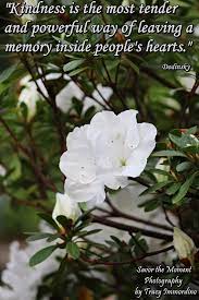 White Azalea Quote Savor The Moment Photography By Tracy Immordino White Azalea In This Moment Azaleas