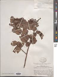 Image result for Tapinanthus dependens