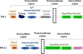 Blue cross and blue shield association ist verantwortlich für diese seite. Frontiers Resistance To Pd L1 Pd 1 Blockade Immunotherapy A Tumor Intrinsic Or Tumor Extrinsic Phenomenon Pharmacology