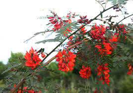 Image result for Sesbania notialis