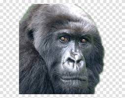 Harambe Face Harambe Gorilla Meme Wildlife Mammal Animal Ape Transparent Png Pngset Com