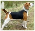 Harrier vs. Beagle: Which Dog to Choose? | Doggie Designer