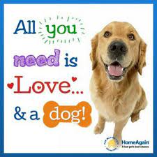Pin By Janet Abbott On For The Love Of Dogs Sleeping Dogs Pet Id Pets