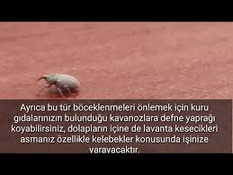 Bugday Biti Ile Evde Nasil Mucadele Edilir Kisa Belgesel Beetle Planet Youtube