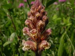 Image result for Orobanche minor