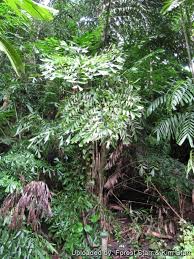 Image result for Caryota urens