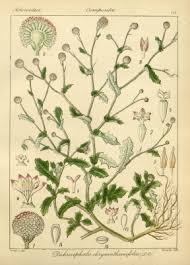 Image result for Dichrocephala