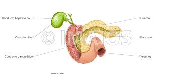 Pancreas Duodeno Vesicula Biliar Conducto Pancreatico Sistema Digestivo Anatomia Medica Anatomia