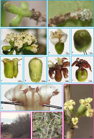 Image result for Cordia grandicalyx