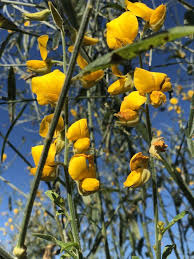 Image result for Crotalaria juncea