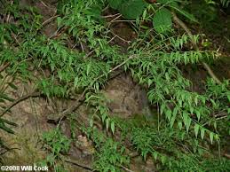 Image result for Bussea xylocarpa