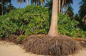 Windmill palm very thin canopy 15 gallon $145.00 no large windmills because of root rot problems. How Deep Do Palm Tree Roots Grow Quora