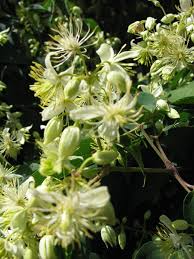 Image result for Clematis brachiata