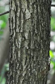 Image result for Volkameria glabra