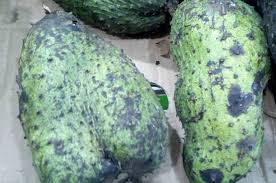 Durian montong jual durian montong durian belanda pokok durian belanda buah durian belanda jus durian belanda daun durian belanda tanaman menanam durian lengkeng aroma durian durian medan cara tanam durian durian hutan durian gundul durian goreng kayu durian bahasa inggris. Uniknya Sirsak Dipanggil Nangka Belanda Padahal Berasal Dari Karibia Semua Halaman Bobo