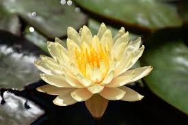 Image result for Nymphaea heudelotii