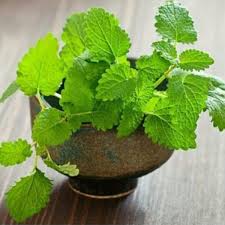 Image result for Mentha
