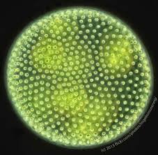 292 Volvox Carteri Photo By Rogelio Moreno Things Under A Microscope Bio Sciences Green Algae