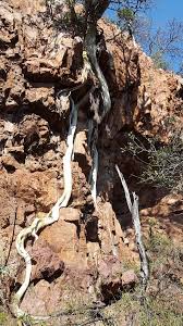 Image result for Ficus tettensis