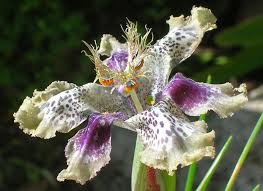 Image result for Ferraria glutinosa
