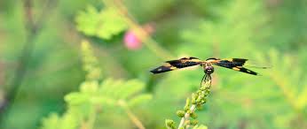 Image result for Pterygota