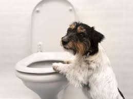 Nausea bre |ˈnɔːsɪə|ame |ˈnɑːʒə|noun  mass noun a feeling of sickness with an inclination to vomit. Nauseous Vs Nauseated Which Can I Feel Merriam Webster