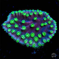 Image result for Turbina longiflora