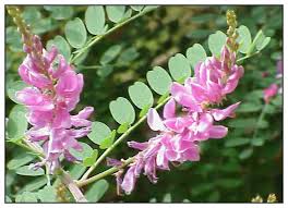 Image result for Indigofera oligophylla