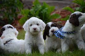 Mini Springerdoodle Puppies Toy Dog Breeds Kitten Breeds Doodle Dog Breeds