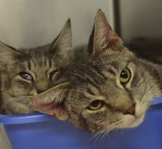 143 Cats Rescued from Schaghticoke Home