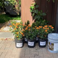 Image result for Crossandra