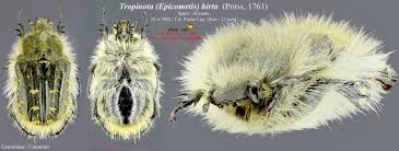 Image result for Tropinota hirta