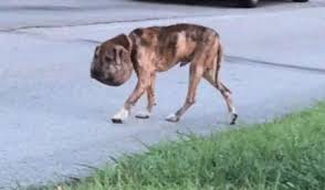 This type of mucocele is much less common. Houston Dog Recovering After Being Found With Shoelace Embedded In Neck Swollen Head Pellet Gun Wounds National Globalnews Ca