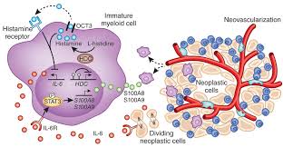 Image result for Histamine