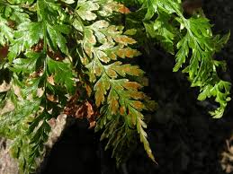 Image result for Asplenium adiantum-nigrum