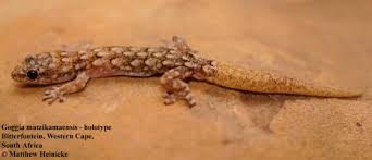 World cup alpine ski racer. Goggia Matzikamaensis The Reptile Database