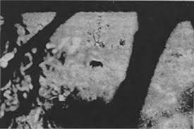 Image result for Eriocoelum microspermum